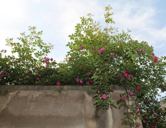 家庭種植薔薇花有什麼好處，薔薇花是綠花遮陰的好幫手