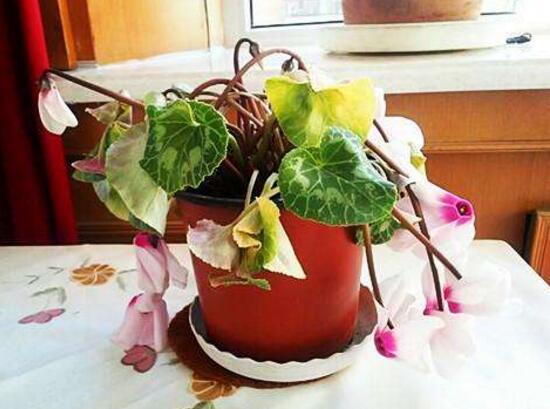 仙客來葉子為什麼發軟，仙客來葉子發軟怎麼辦