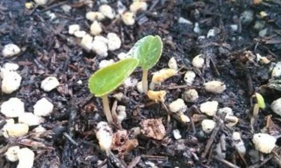 仙客來種子什麼時候種，仙客來種子多久發芽
