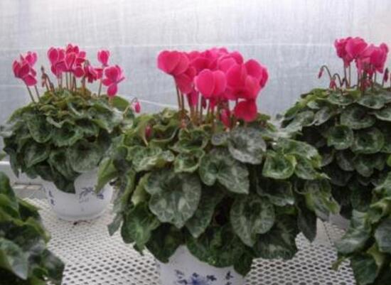 仙客來種子什麼時候種，仙客來種子多久發芽
