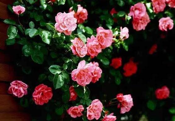 薔薇花葉子發黃怎麼辦，薔薇花葉子發黃解決辦法