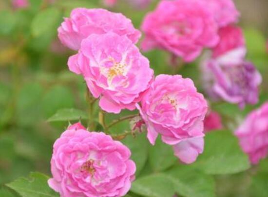 薔薇花葉子發黃怎麼辦，薔薇花葉子發黃解決辦法