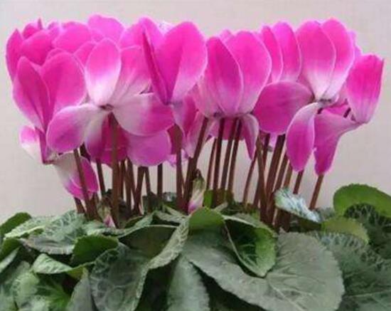 仙客來的花有什麼特點,仙客來圖片大全鑒賞