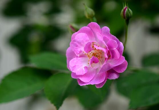 薔薇花盆栽如何養，薔薇花盆栽養殖方法