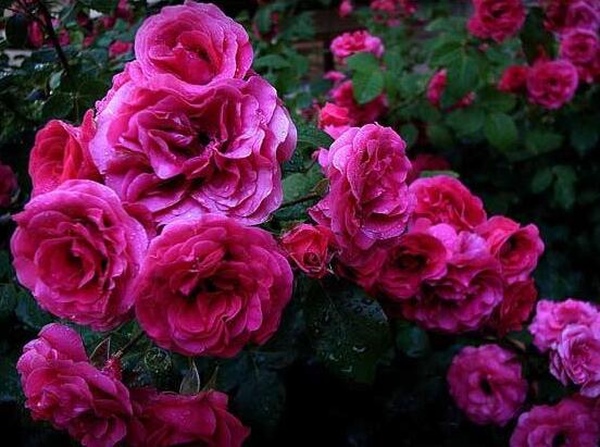 薔薇花盆栽如何養，薔薇花盆栽養殖方法