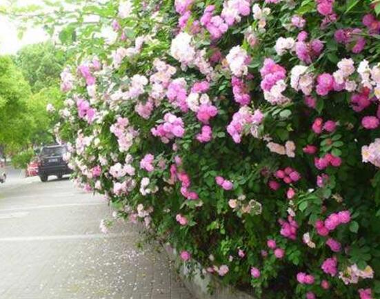 薔薇花能水培嗎,薔薇花水培方法