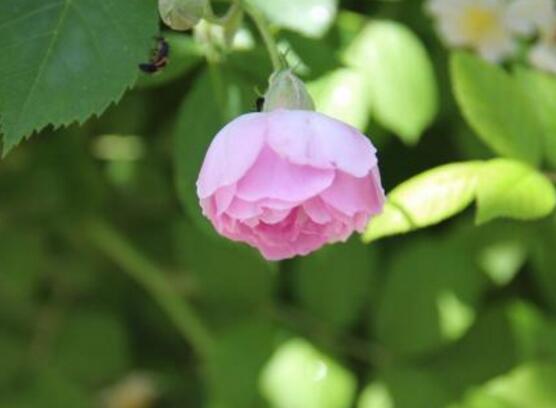薔薇花能水培嗎,薔薇花水培方法