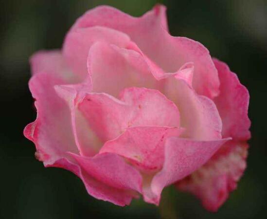 薔薇花能水培嗎,薔薇花水培方法