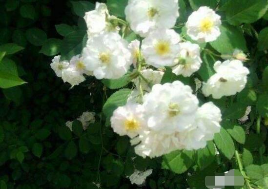玫瑰月季薔薇花怎麼區別,玫瑰月季薔薇花三種區別方法