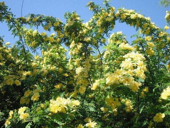 玫瑰月季薔薇花怎麼區別,玫瑰月季薔薇花三種區別方法