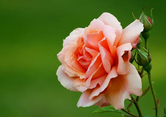 玫瑰月季薔薇花怎麼區別,玫瑰月季薔薇花三種區別方法