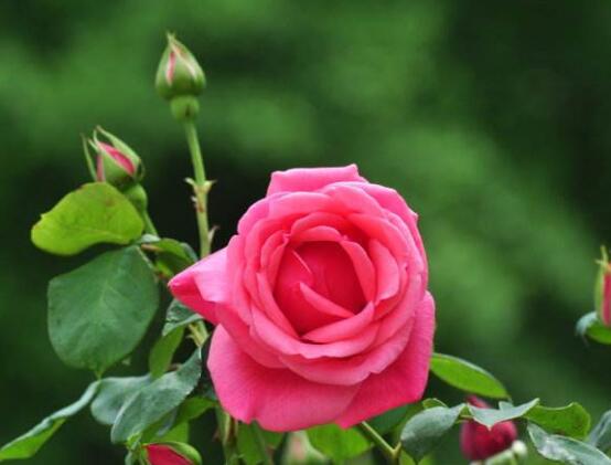 玫瑰月季薔薇花怎麼區別,玫瑰月季薔薇花三種區別方法