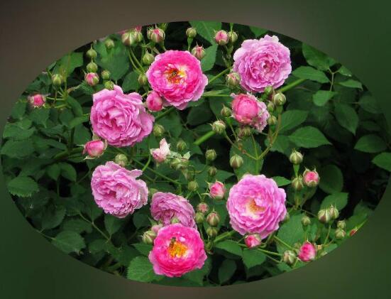 玫瑰月季薔薇花怎麼區別,玫瑰月季薔薇花三種區別方法