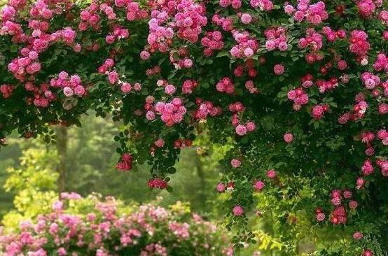 薔薇花冬天掉葉子是怎麼回事,冬天掉葉子解決辦法