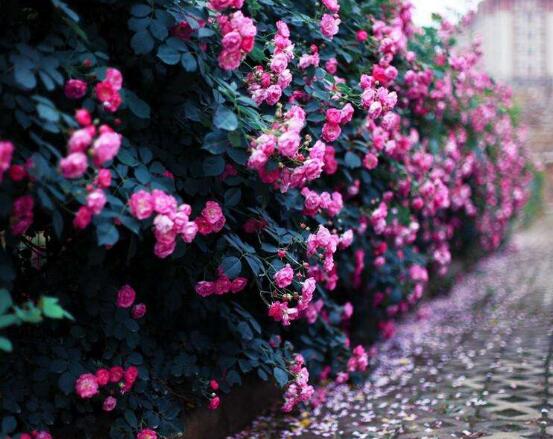 薔薇花冬天掉葉子是怎麼回事,冬天掉葉子解決辦法