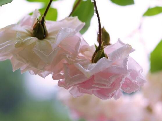 薔薇花花期,薔薇花在哪個季節開