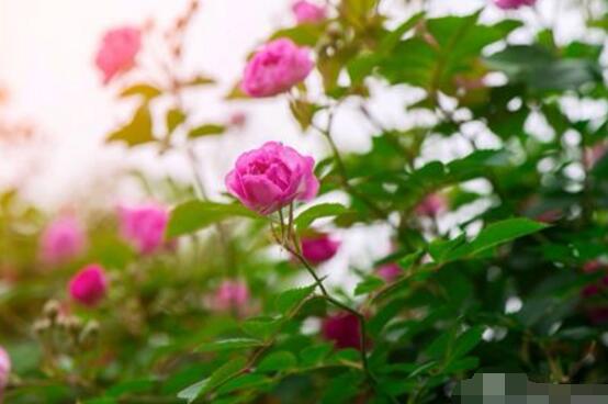 薔薇花花期,薔薇花在哪個季節開