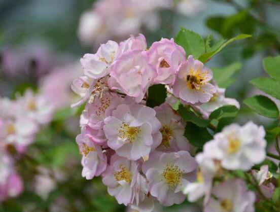 薔薇花花期,薔薇花在哪個季節開