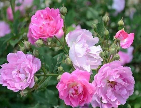 薔薇花花期,薔薇花在哪個季節開