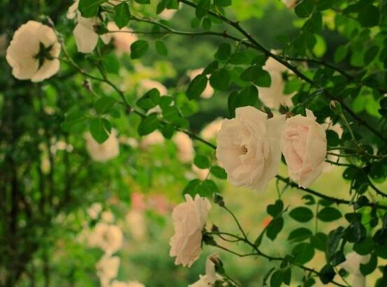 薔薇花花期,薔薇花在哪個季節開