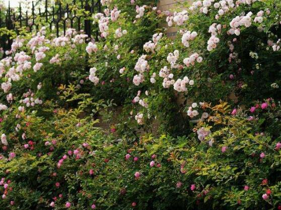 薔薇花花期,薔薇花在哪個季節開