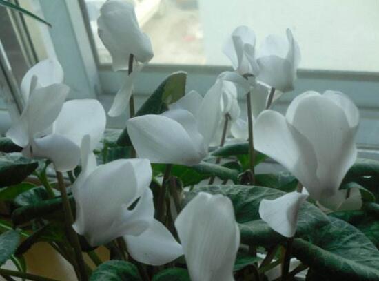 仙客來花語及寓意,不同顏色仙客來花語含義