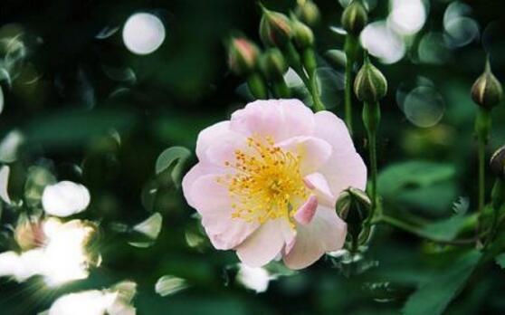 薔薇葉子發黃還能活麼，薔薇花葉子發黃怎麼辦