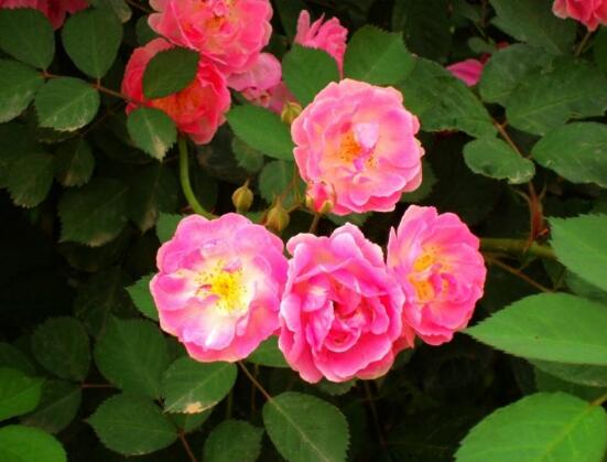 薔薇花什麼時候種植,薔薇花幾月種植