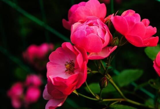 薔薇花什麼時候種植，薔薇花幾月種植