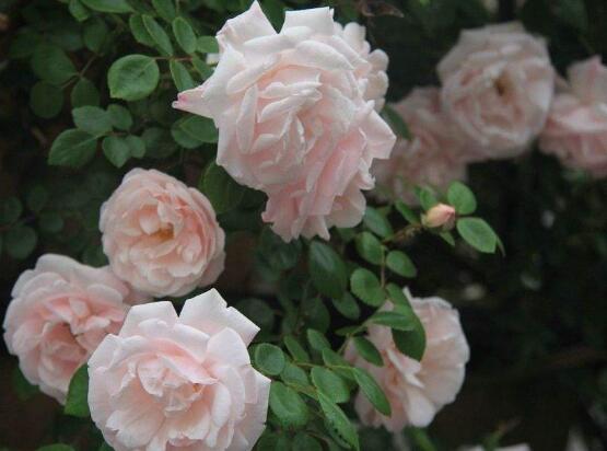 薔薇花什麼時候種植,薔薇花幾月種植