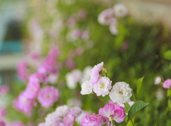 薔薇花什麼時候種植,薔薇花幾月種植