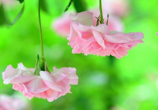 薔薇花什麼時候種植,薔薇花幾月種植