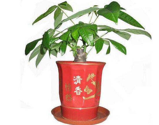 發財樹盆栽怎麼養，小發財樹盆景圖片大全