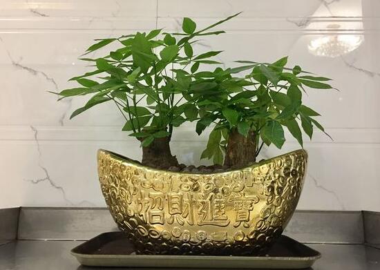 發財樹盆栽怎麼養，小發財樹盆景圖片大全