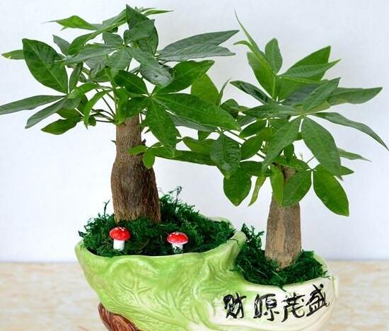 小發財樹怎麼養，小發財樹的養殖方法