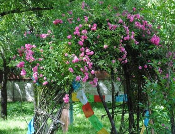 薔薇花幾年能爬滿牆，薔薇花爬牆辦法