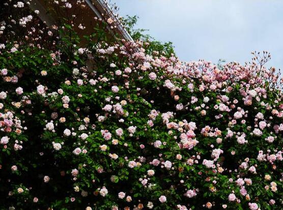 薔薇花幾年能爬滿牆,薔薇花爬牆辦法