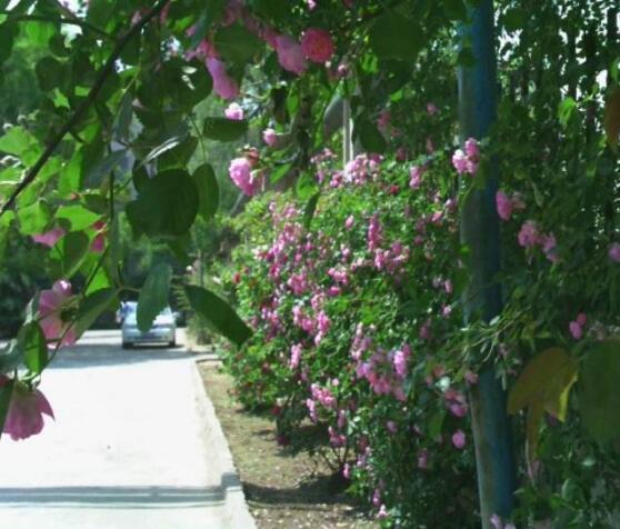 薔薇花幾年能爬滿牆,薔薇花爬牆辦法