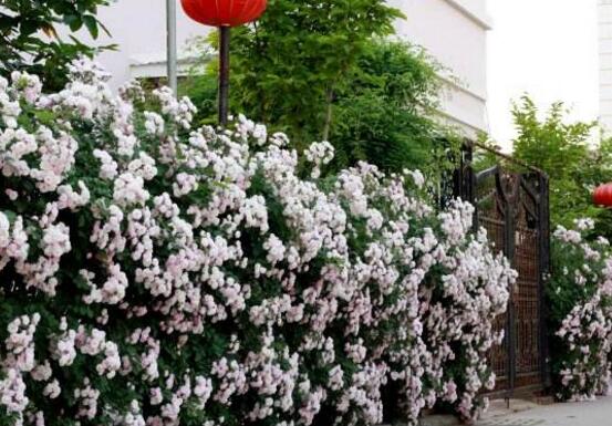 薔薇花幾年能爬滿牆,薔薇花爬牆辦法