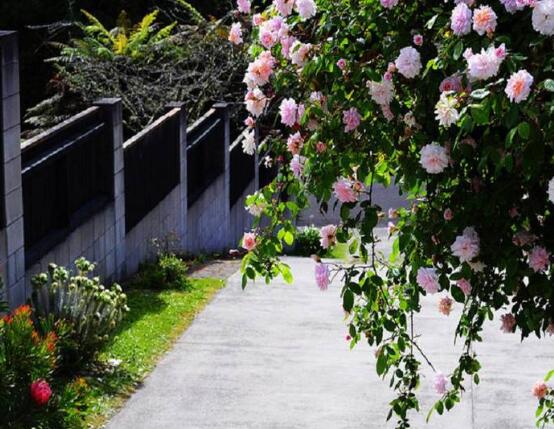 薔薇花幾年能爬滿牆,薔薇花爬牆辦法