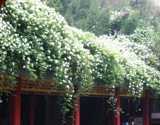 薔薇花幾年能爬滿牆,薔薇花爬牆辦法