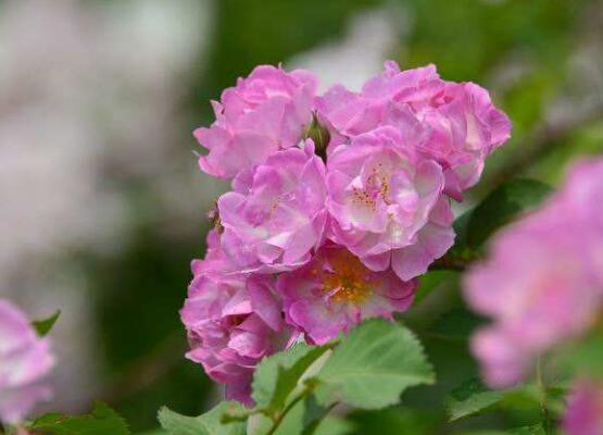 薔薇花什麼時候施肥，薔薇花做到薄肥勤施原則
