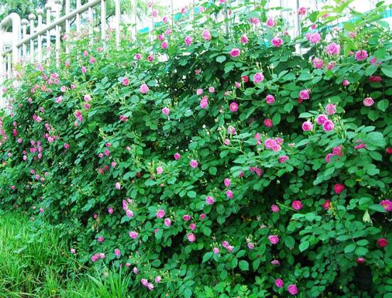 薔薇花什麼時候施肥，薔薇花做到薄肥勤施原則