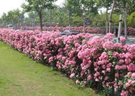 薔薇花什麼時候施肥，薔薇花做到薄肥勤施原則