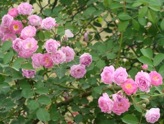 薔薇花什麼時候施肥，薔薇花做到薄肥勤施原則