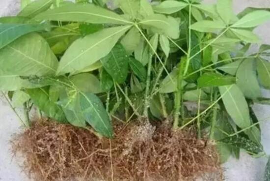 發財樹怎麼繁殖，發財樹的扡插方法
