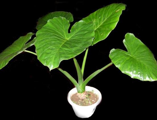滴水觀音有什麼好處,滴水觀音六大好處
