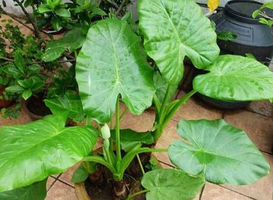 滴水觀音有什麼好處,滴水觀音六大好處