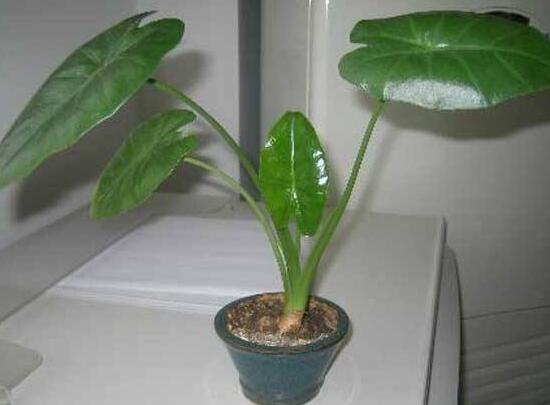 怎樣養植滴水觀音，滴水觀音的養殖方法