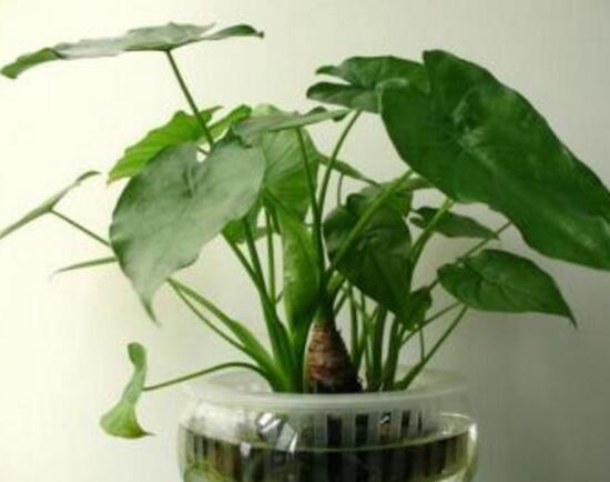 怎樣養植滴水觀音，滴水觀音的養殖方法